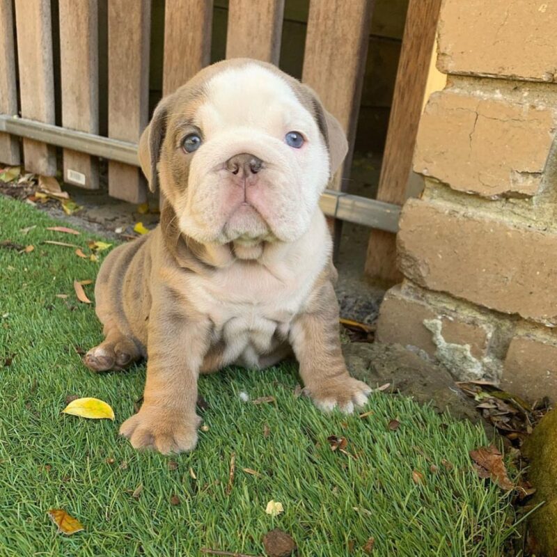 english bulldog for sale