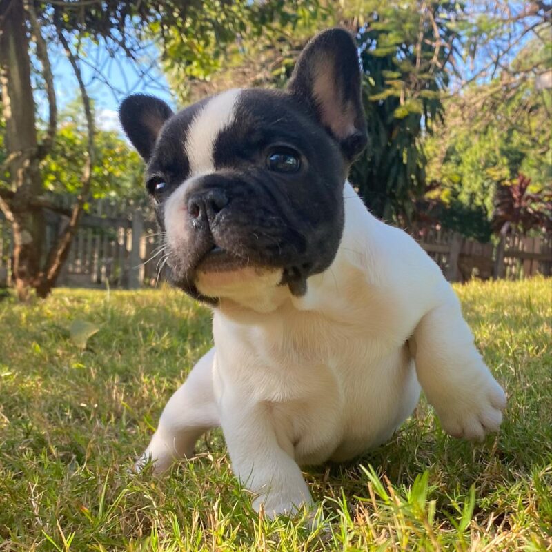 french bulldogs for sale near me