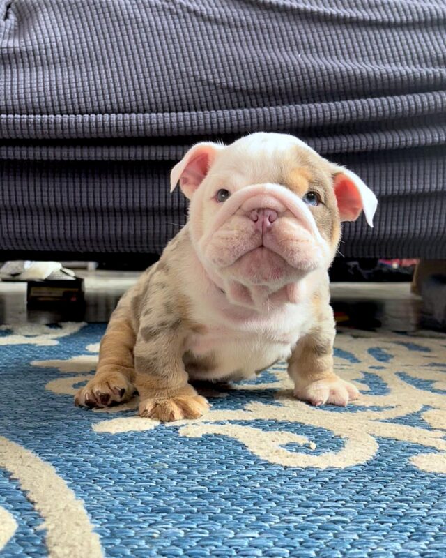 english bulldogs for sale near me