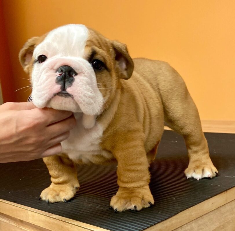 english bulldogs for sale near me