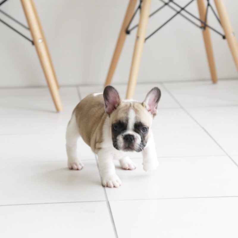 french bulldogs for sale