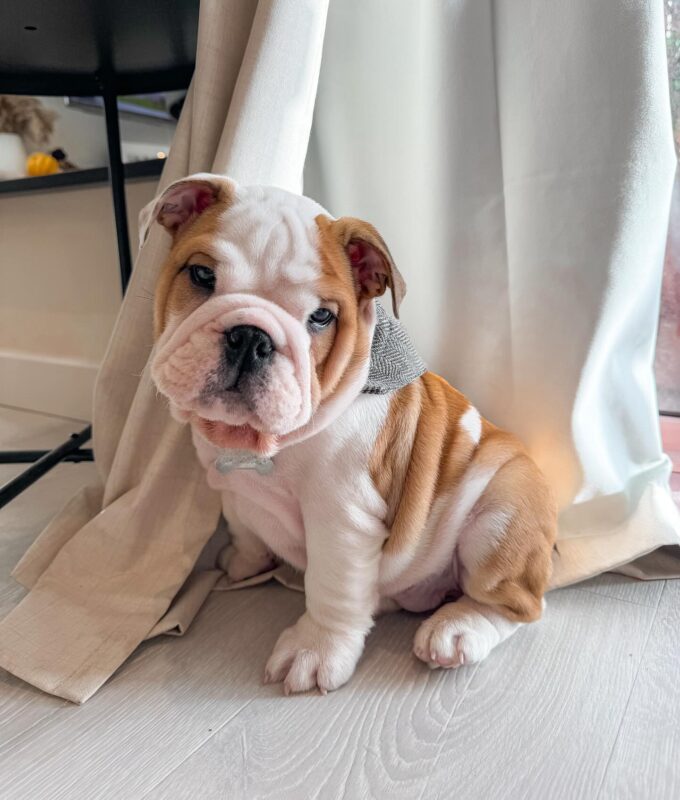 english bulldogs for sale