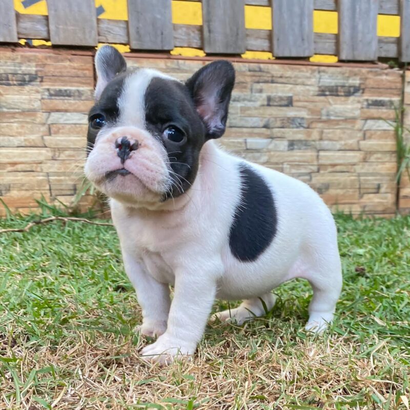 french bulldog puppies near me