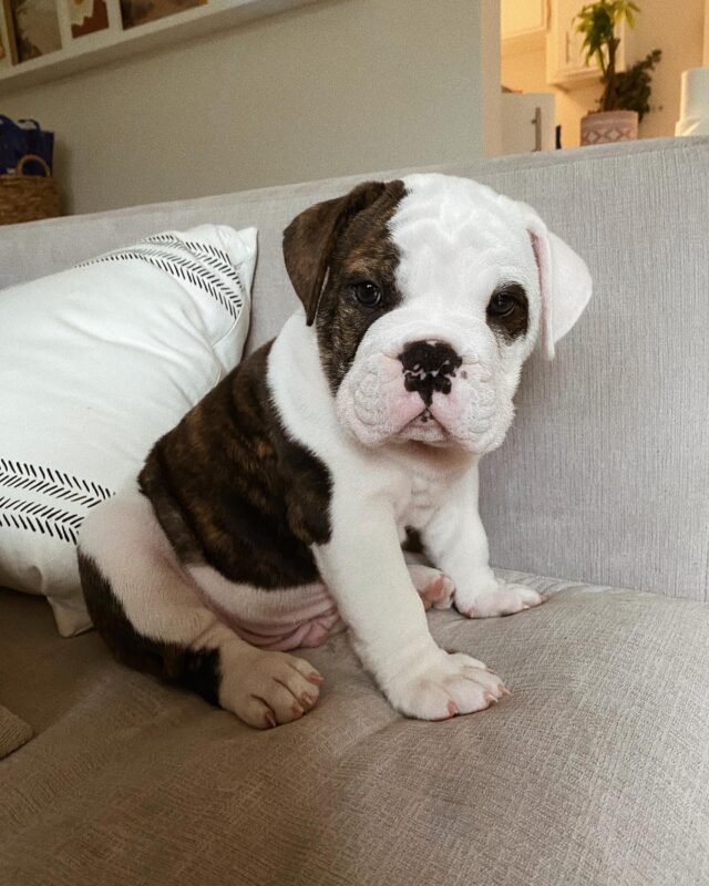 english bulldog breeders