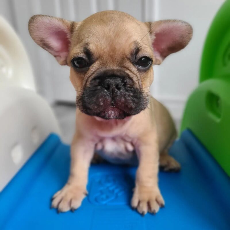 french bulldogs for sale