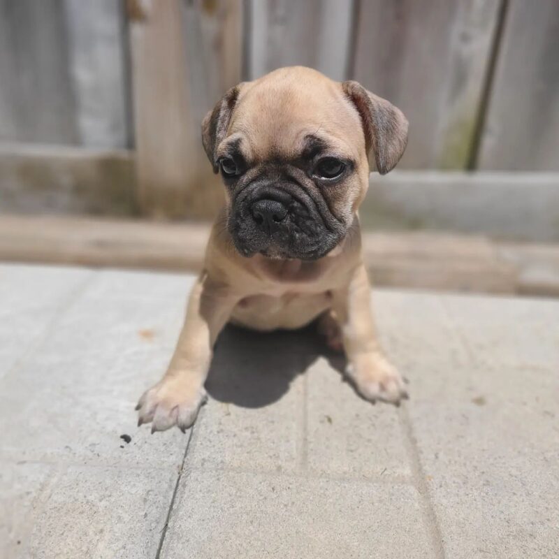 french bulldog puppies for sale near me