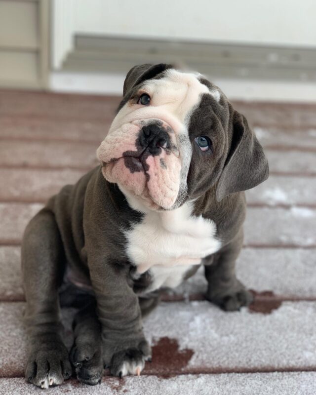 english bulldogs for sale