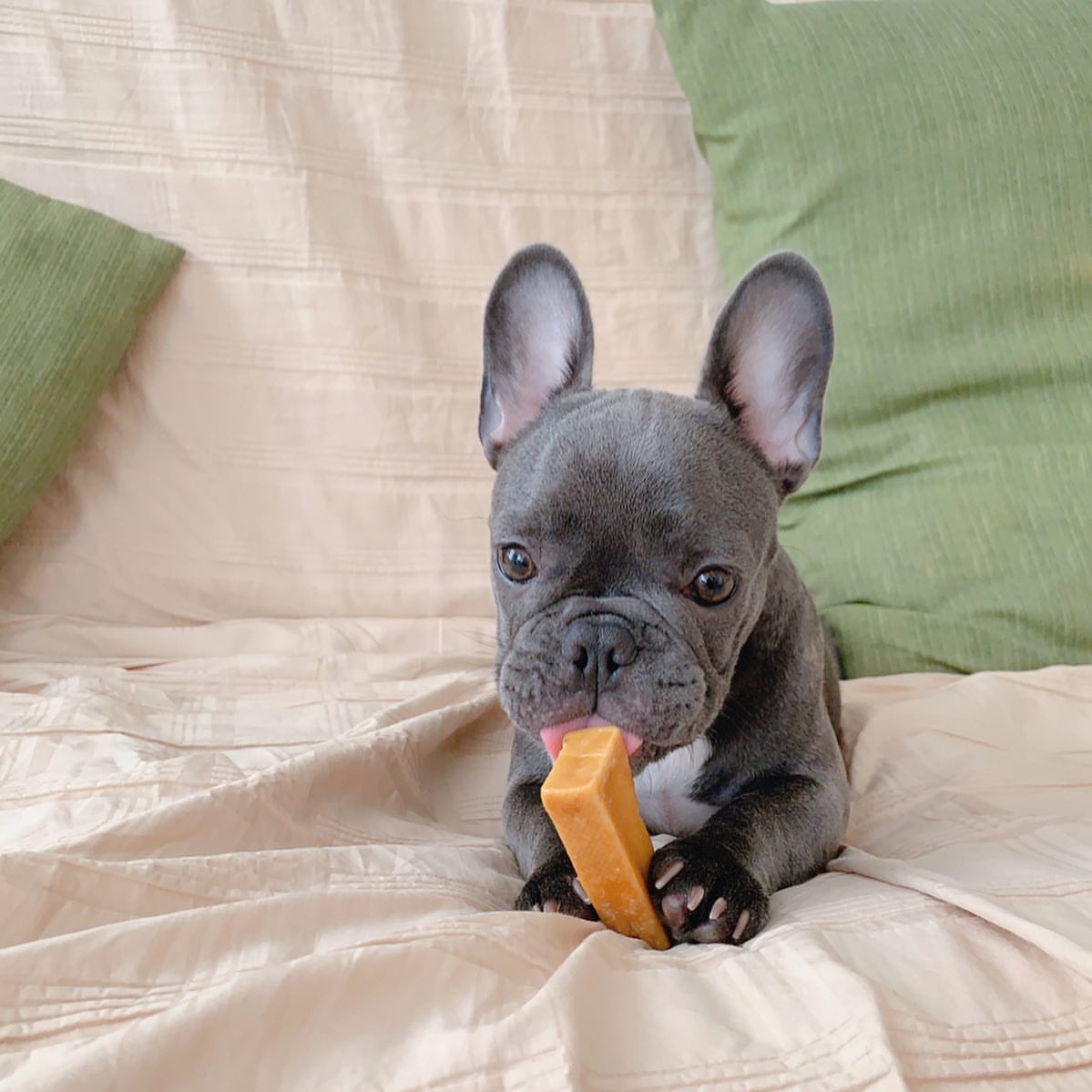 french bulldog breeders near me