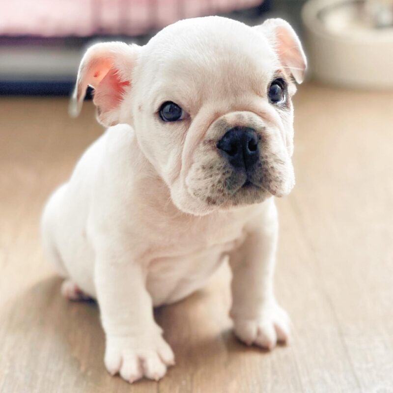 english bulldog for adoption