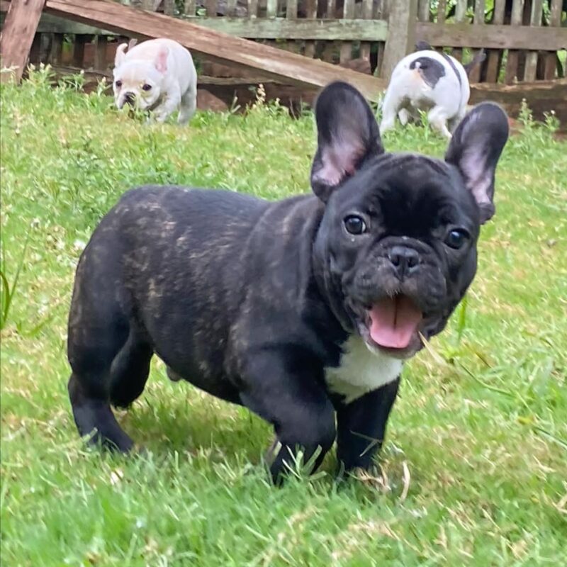 french bulldog for sale near me