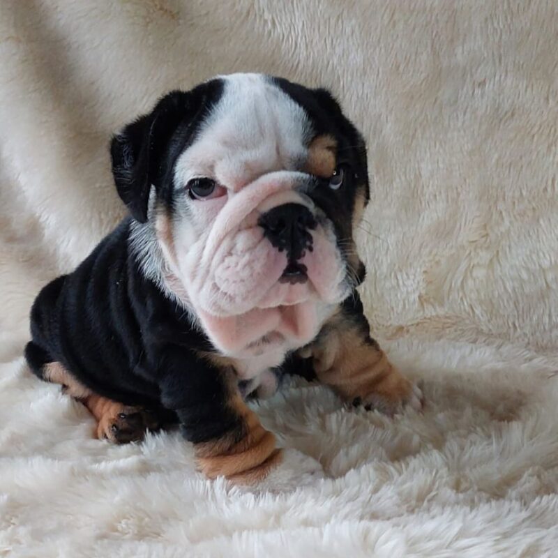 english bulldog puppies for sale