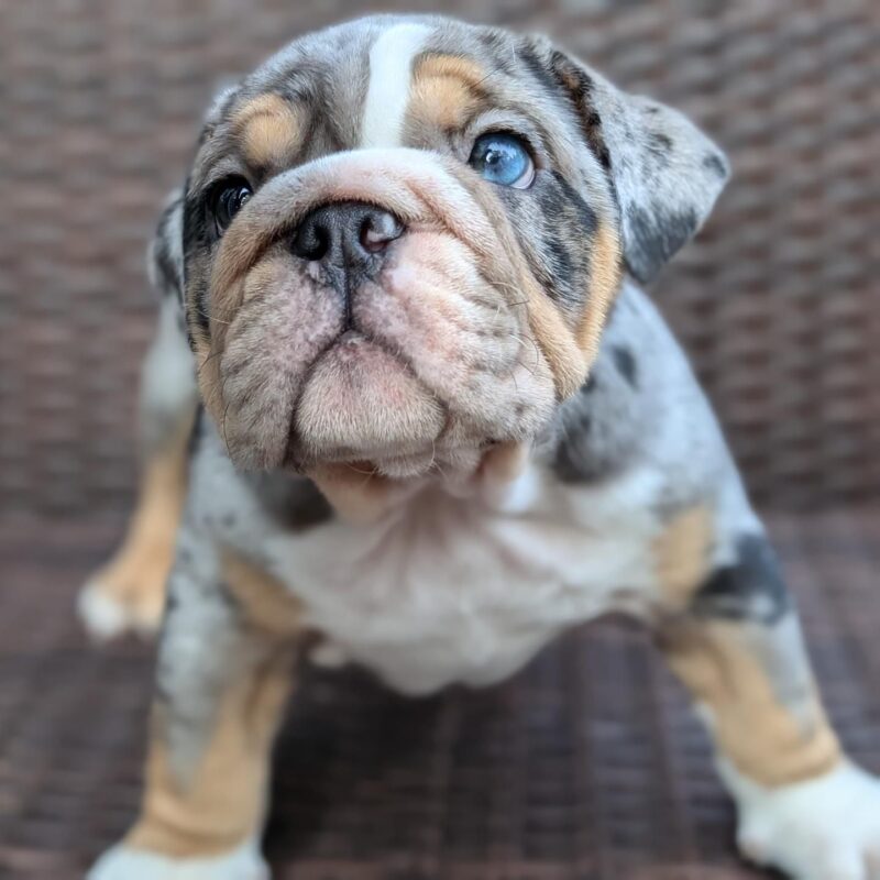 english bulldog puppies for sale near me