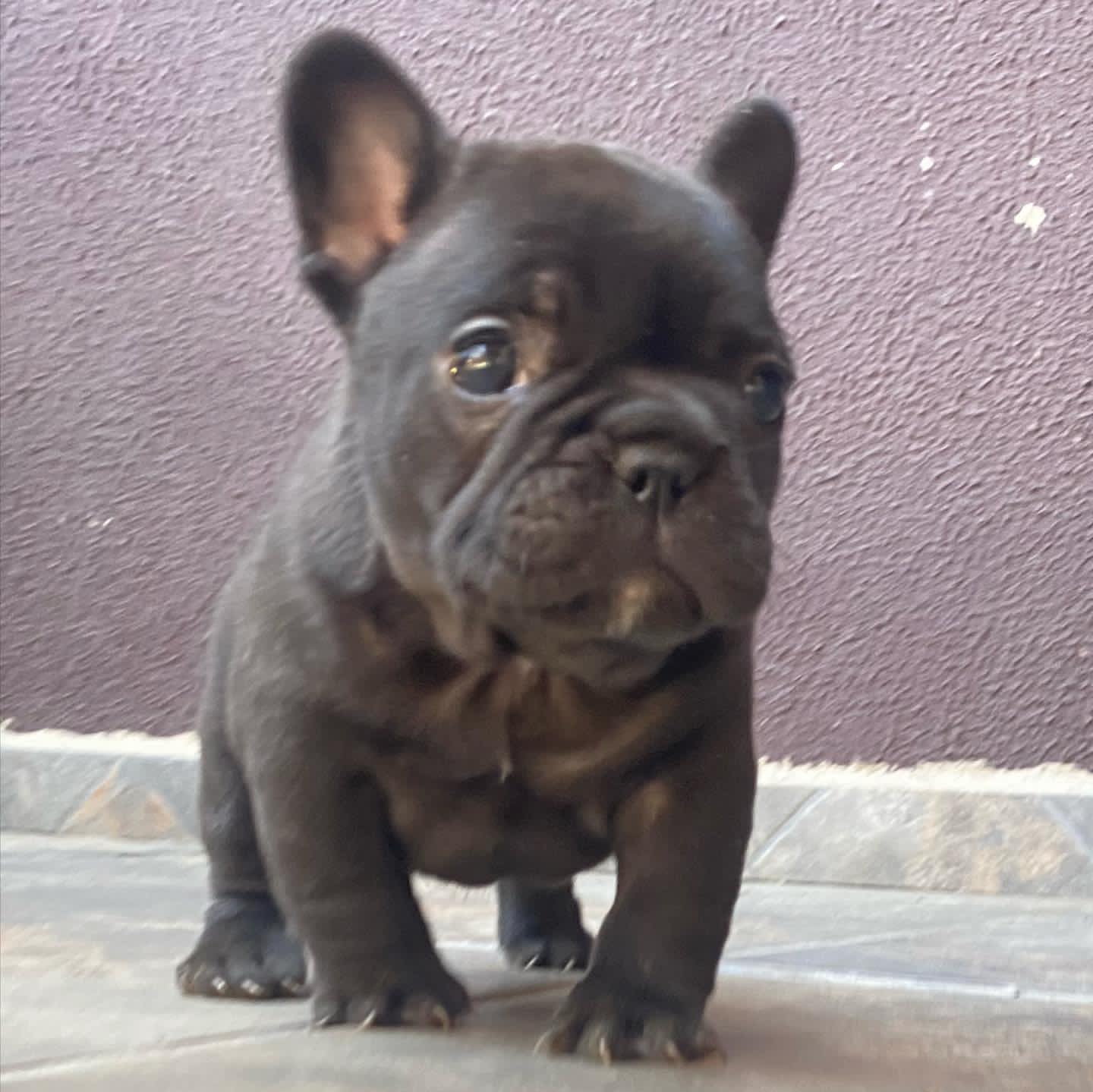 french bulldog rescue