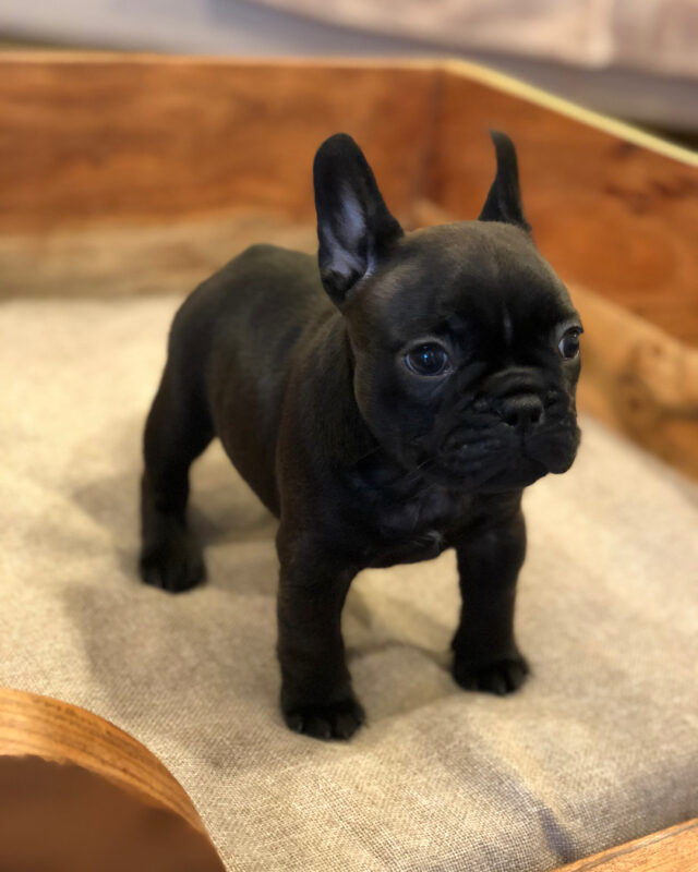 french bulldog puppies for sale