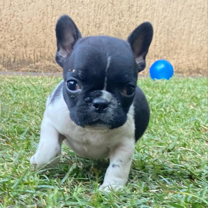 french bulldog puppy for sale