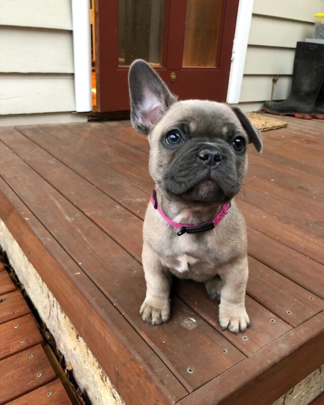 french bulldog breeders